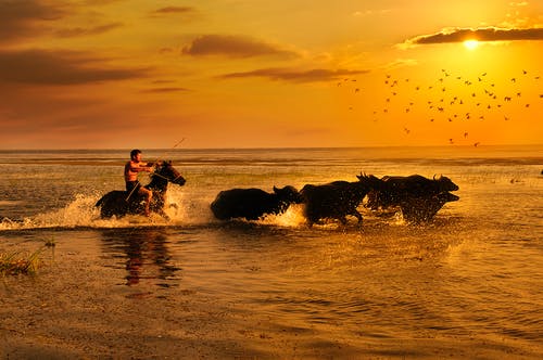 男子在水中骑乘马 · 免费素材图片