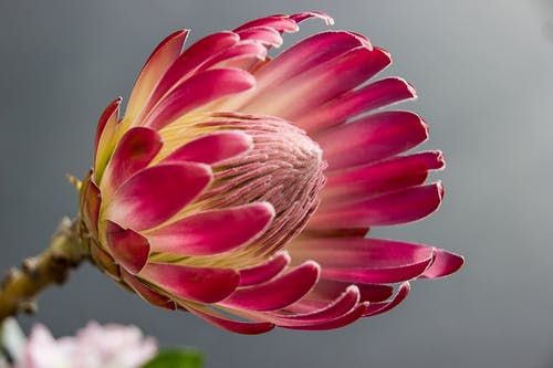 粉色花瓣圆孔花 · 免费素材图片