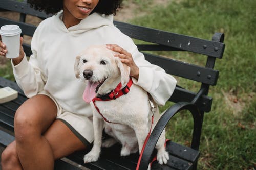 作物在大街上的黑女人抚摸狗 · 免费素材图片