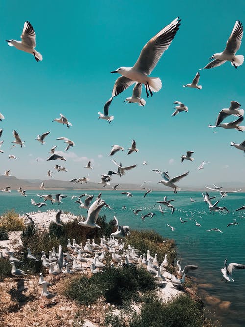 群海鸥飞的照片 · 免费素材图片
