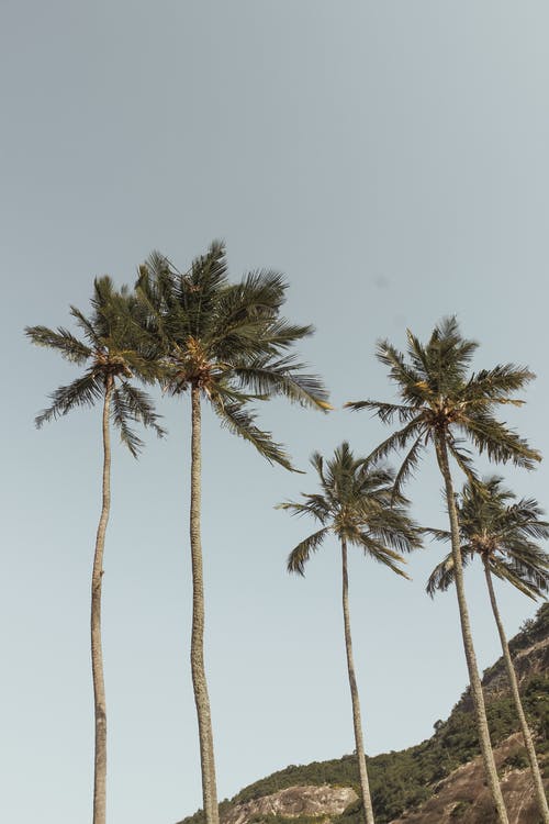 蓝蓝的天空下的绿色棕榈树 · 免费素材图片