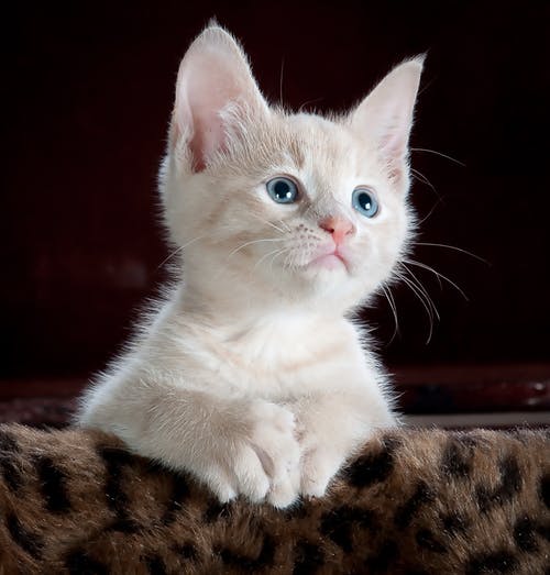 棕色和黑色豹纹印花织物上的白色和灰色小猫 · 免费素材图片