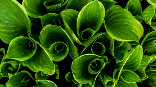 绿色的叶子的植物特写摄影 · 免费素材图片