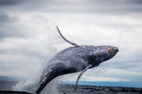 黑白鲸在水面上跳跃 · 免费素材图片