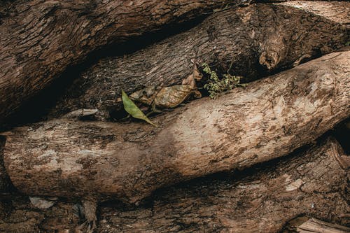 有关一般开销, 乾燥, 乾的的免费素材图片