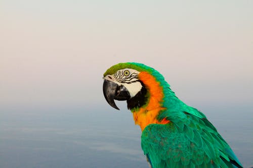 金刚鹦鹉的选择性聚焦摄影 · 免费素材图片