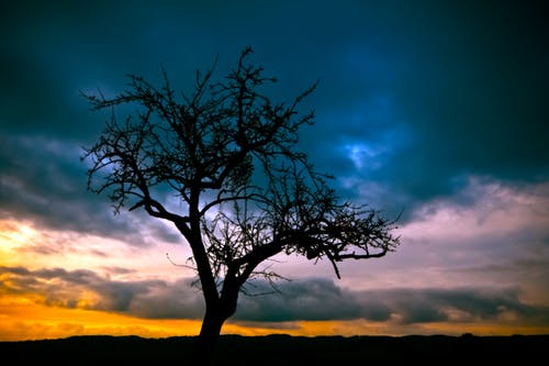 在日落的昏暗的天空下裸树的剪影 · 免费素材图片
