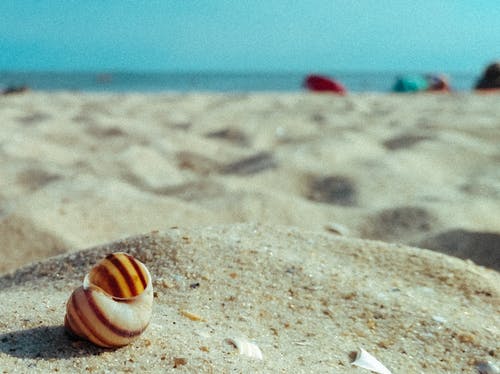 棕色和白色的贝壳，在棕色的沙滩上 · 免费素材图片