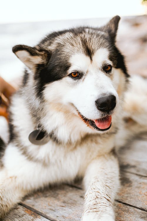 黑色和白色西伯利亚雪橇犬幼犬 · 免费素材图片