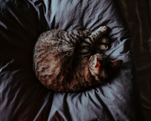 猫在床上睡觉的高角度照片 · 免费素材图片
