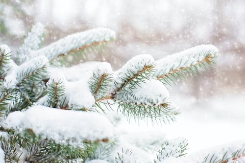 雪覆盖松树 · 免费素材图片