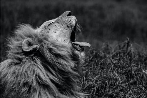 打呵欠的狮子的单色照片 · 免费素材图片