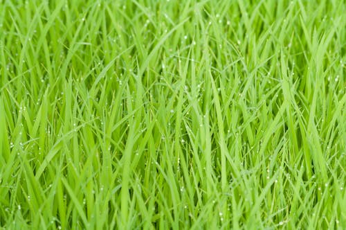 绿草与水滴 · 免费素材图片