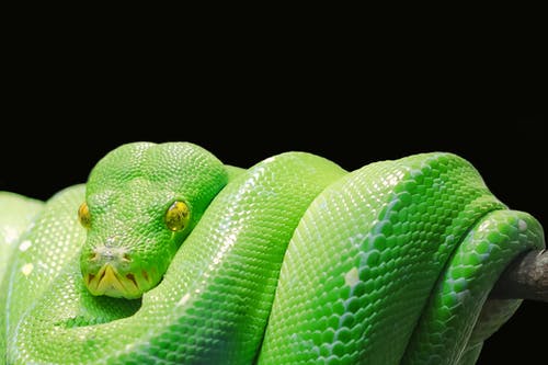 青蛇 · 免费素材图片