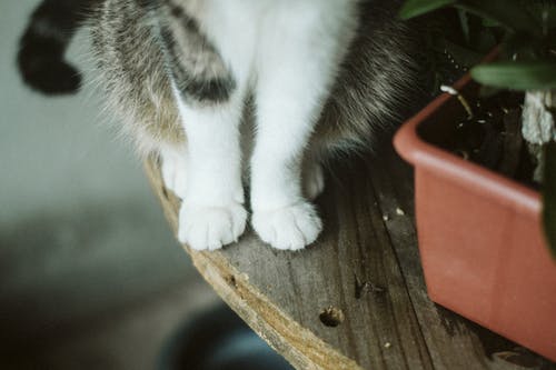猫的爪子的特写照片 · 免费素材图片
