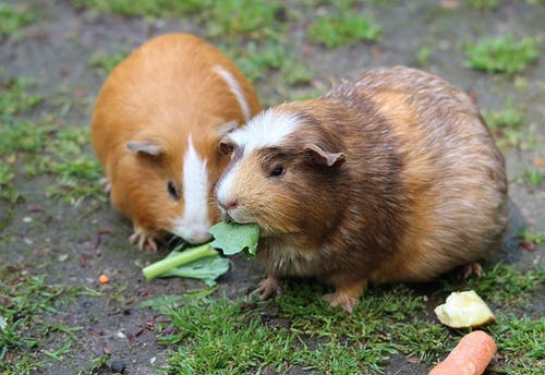 吃绿叶的棕色仓鼠 · 免费素材图片