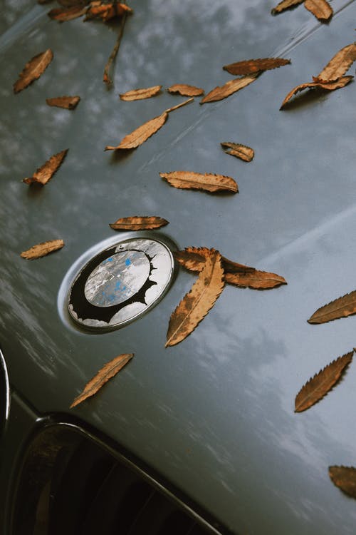 棕色干树叶在汽车引擎盖上 · 免费素材图片