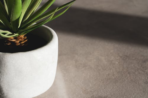 绿色的植物，在白色的圆锅 · 免费素材图片