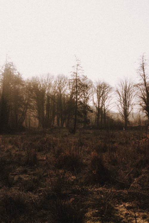 有关光, 分公司, 叶儿的免费素材图片