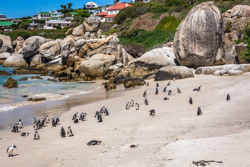 海滨别墅附近的海岸上的企鹅群 · 免费素材图片
