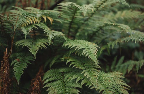 特写摄影中的绿色蕨类植物 · 免费素材图片