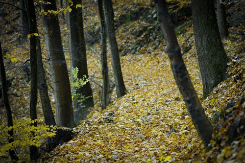 黄色的树叶被地面包围的森林 · 免费素材图片