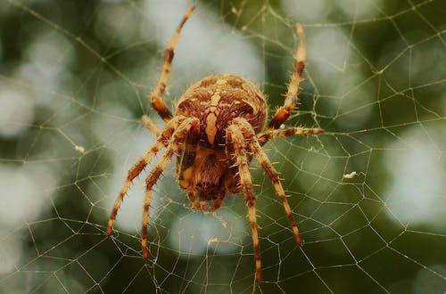 有关Web, 昆虫, 蛛网的免费素材图片