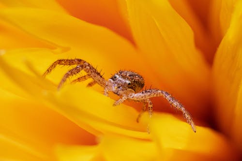 黄色花朵上的棕色和黑色蜘蛛 · 免费素材图片