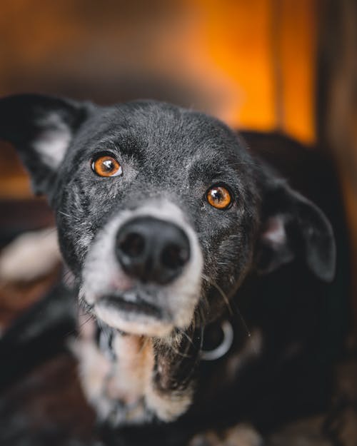 黑狗的特写照片 · 免费素材图片