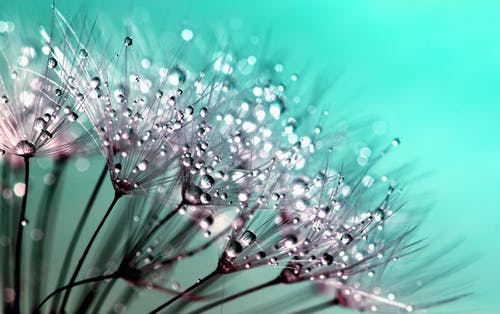 花瓣上的露珠的花瓣上关闭了摄影 · 免费素材图片