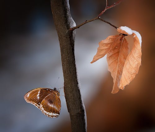 关闭了棕色和白色蝴蝶在木树枝上的照片 · 免费素材图片