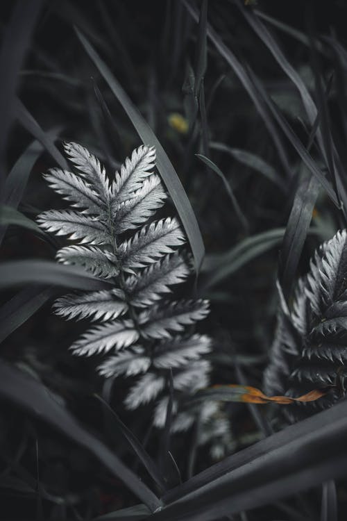 蕨叶的特写摄影 · 免费素材图片