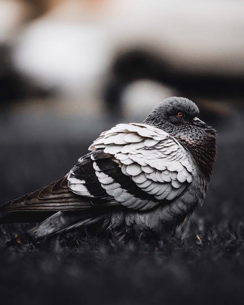 灰鸽子的选择性聚焦摄影 · 免费素材图片