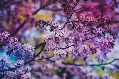 白天紫色花瓣的特写照片 · 免费素材图片