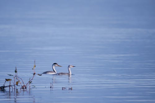 两只鸟在水面上 · 免费素材图片