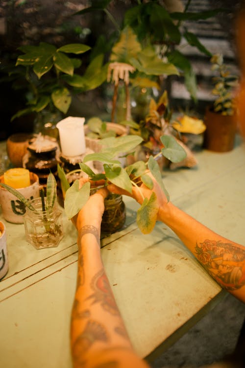 持有绿叶植物的人 · 免费素材图片