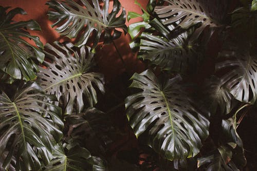 绿色的植物叶子 · 免费素材图片