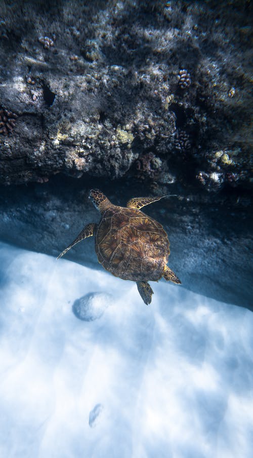 凯洛尼亚mydas龟在礁石附近的海洋水下游泳 · 免费素材图片