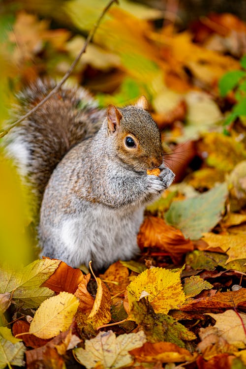 灰色和白色的松鼠，棕色的叶子上 · 免费素材图片
