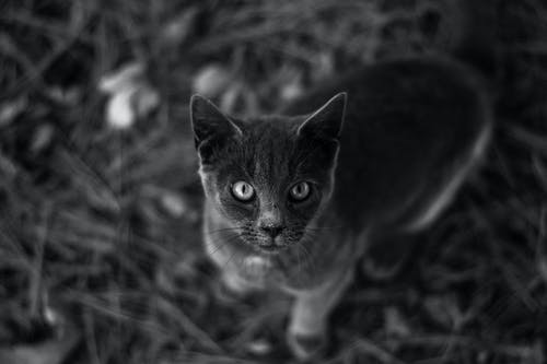 黑猫的特写摄影 · 免费素材图片