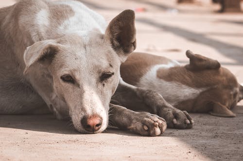 白色和棕色的短涂层的狗躺在地板上 · 免费素材图片