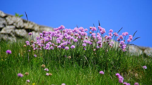 白天的紫色花 · 免费素材图片