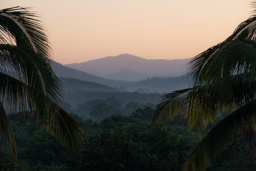 有关不变, 原本, 丛林的免费素材图片