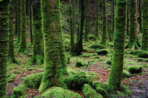 苔藓覆盖的树木照片 · 免费素材图片