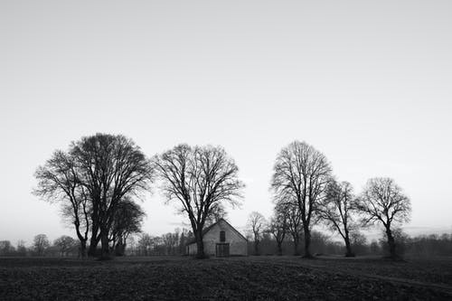 裸树附近房屋的灰度照片 · 免费素材图片