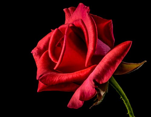 红玫瑰浅焦点摄影 · 免费素材图片