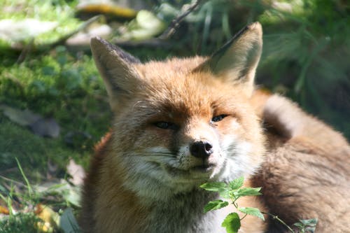 红狐 · 免费素材图片