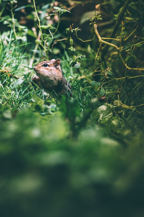 布朗啮齿动物在草地上 · 免费素材图片