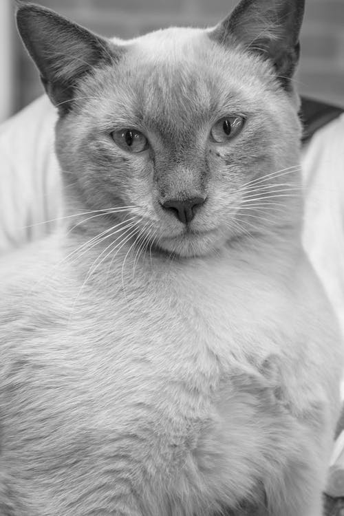 猫的灰度照片 · 免费素材图片
