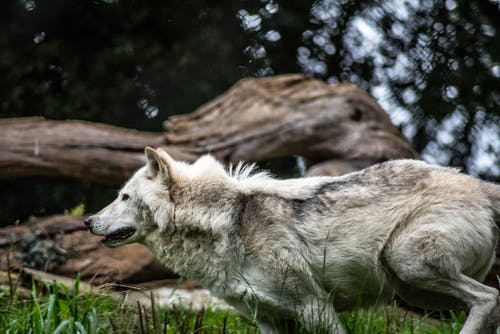 灰与白狼 · 免费素材图片